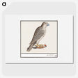 3-41_Anselmus-Boetius-de-Boodt_picture
