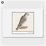 3-41_Anselmus-Boetius-de-Boodt_picture