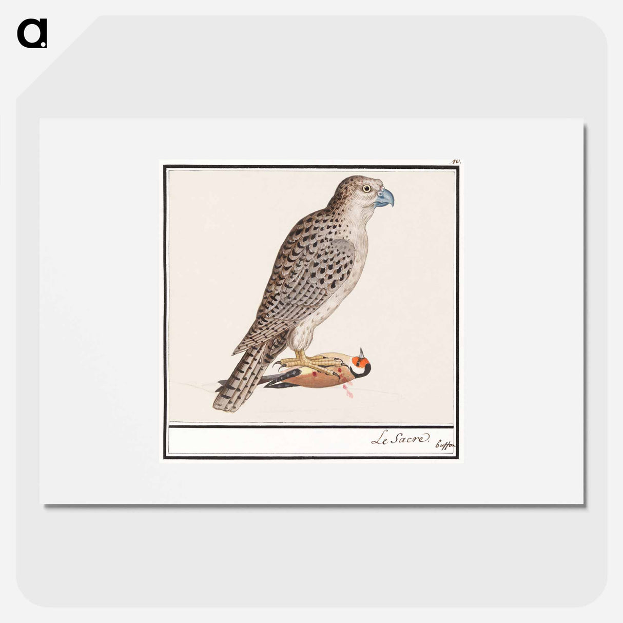 Gyrfalcon - アンセルムス ボエティウス デ ブート Poster.
