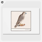 Gyrfalcon - アンセルムス ボエティウス デ ブート Poster.