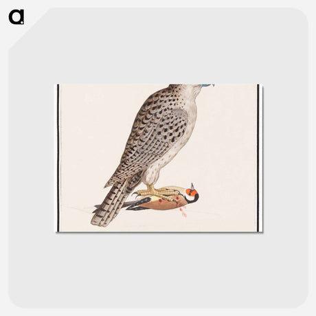 アートポストカード-Gyrfalcon - アンセルムス ボエティウス デ ブート Postcard.
