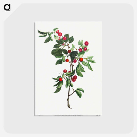 アートポストカード-Branches de Cérises précoce
 - クリーブランド美術館 Postcard.