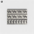 3-41_Eadweard-Muybridge_memo