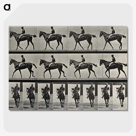 3-41_Eadweard-Muybridge_picture-crop