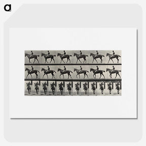 3-41_Eadweard-Muybridge_picture