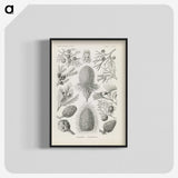 3-41_Ernst-Haeckel_blk-crop