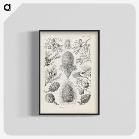 3-41_Ernst-Haeckel_blk-crop