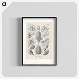 3-41_Ernst-Haeckel_blk