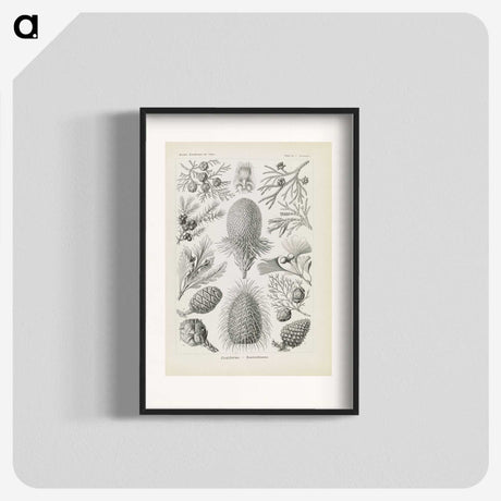 3-41_Ernst-Haeckel_blk