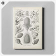 3-41_Ernst-Haeckel_canvas