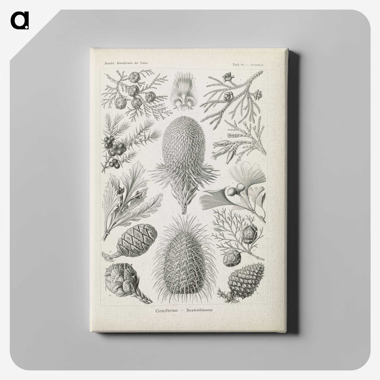 3-41_Ernst-Haeckel_canvas