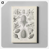 3-41_Ernst-Haeckel_canvas