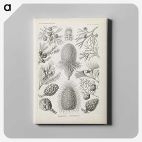 3-41_Ernst-Haeckel_canvas