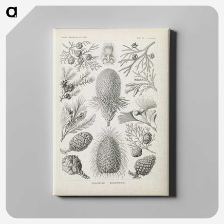 3-41_Ernst-Haeckel_canvas