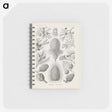 3-41_Ernst-Haeckel_memo