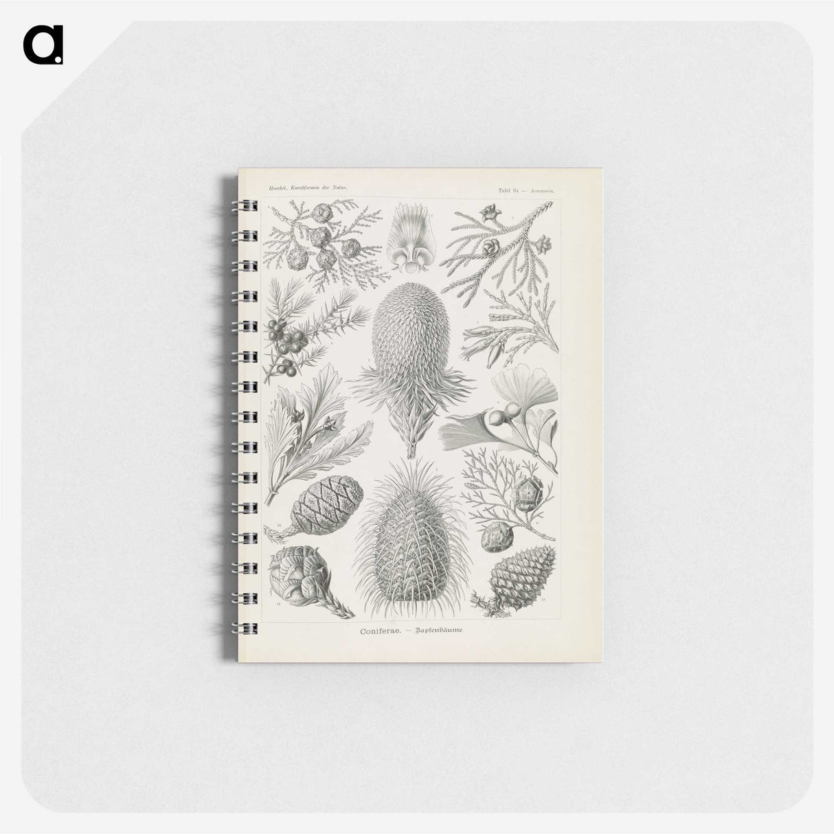 3-41_Ernst-Haeckel_memo
