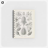 3-41_Ernst-Haeckel_memo