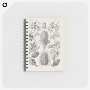3-41_Ernst-Haeckel_memo