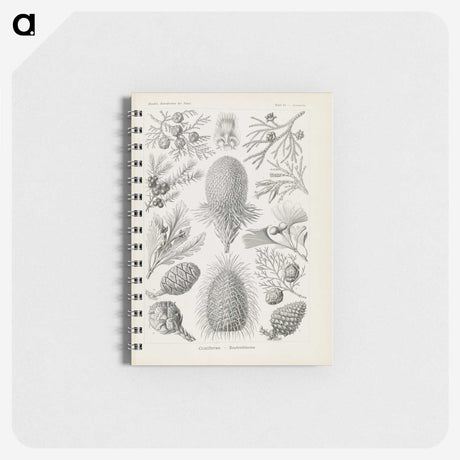 3-41_Ernst-Haeckel_memo