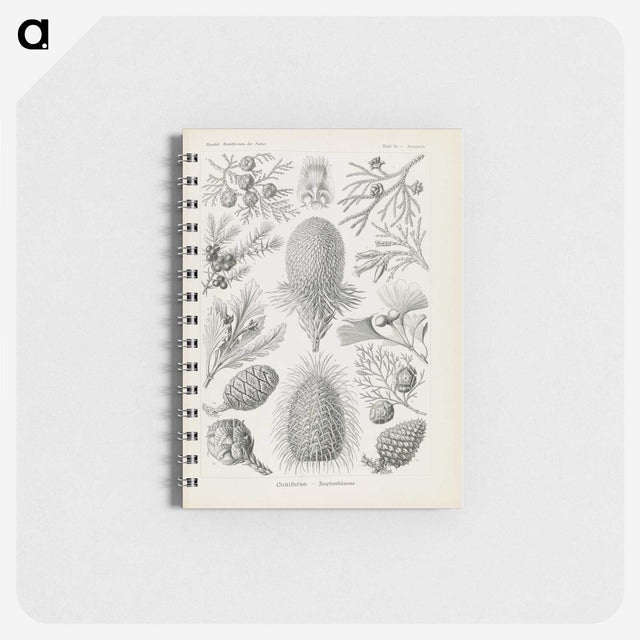 3-41_Ernst-Haeckel_memo
