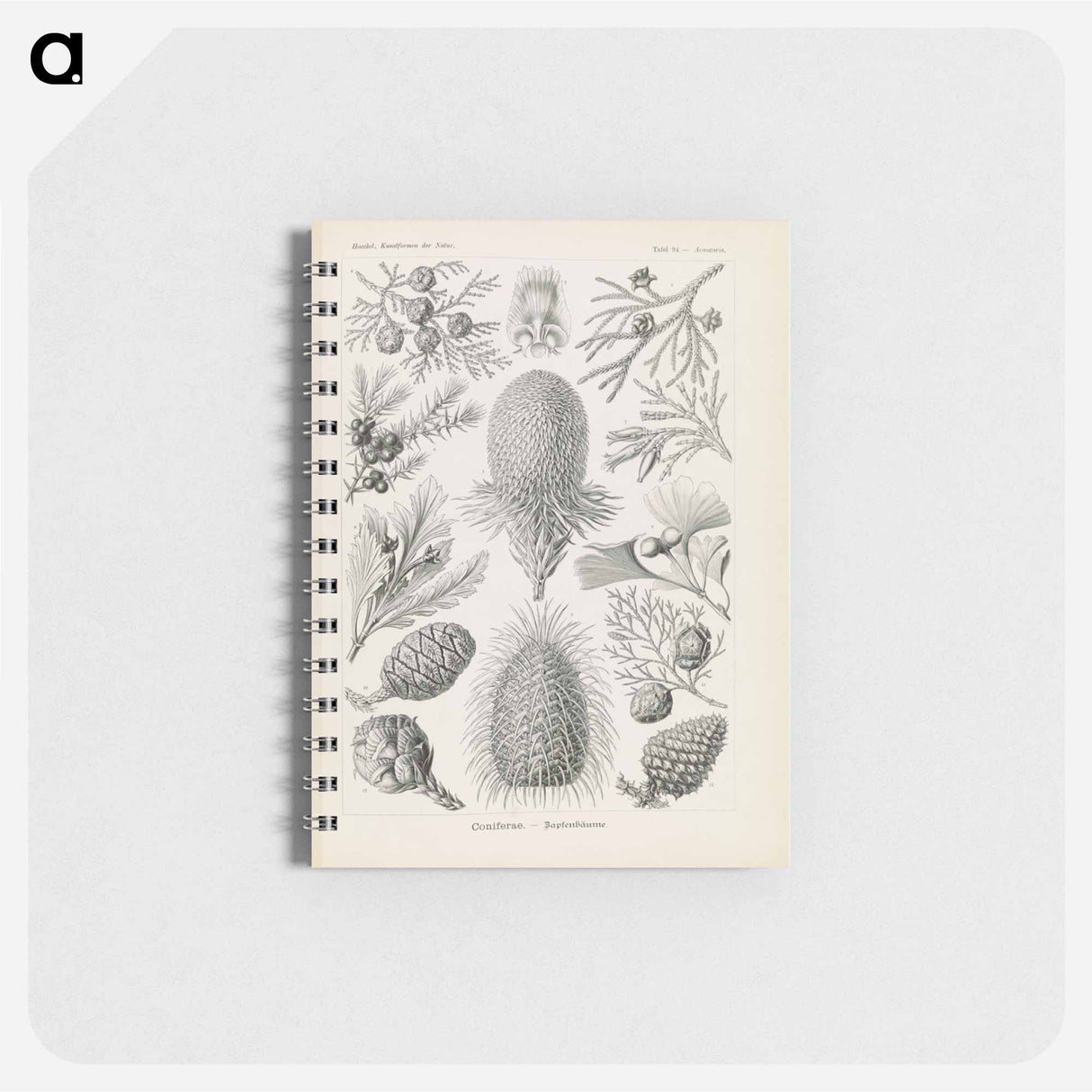 アートメモ帳-Marine life illustration - エルンスト ヘッケル Memo.
