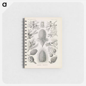 アートメモ帳-Marine life illustration - エルンスト ヘッケル Memo.