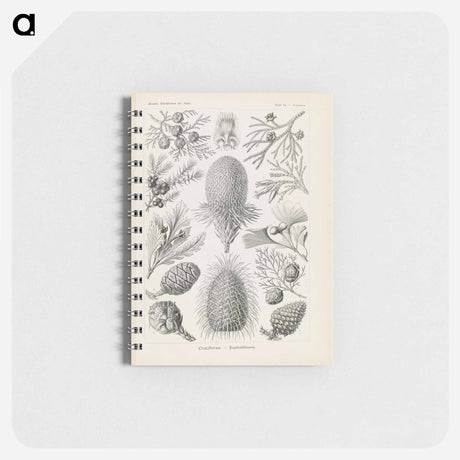 アートメモ帳-Marine life illustration - エルンスト ヘッケル Memo.