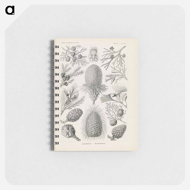 アートメモ帳-Marine life illustration - エルンスト ヘッケル Memo.