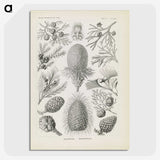3-41_Ernst-Haeckel_picture-crop