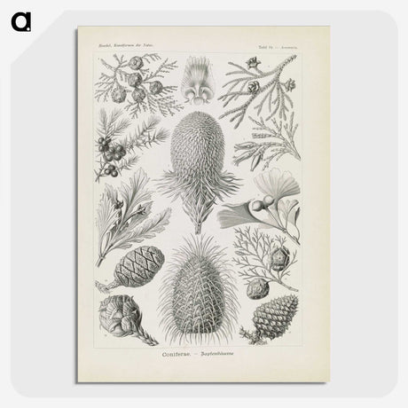 3-41_Ernst-Haeckel_picture-crop