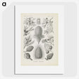 3-41_Ernst-Haeckel_picture