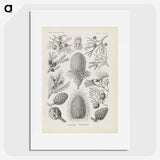 3-41_Ernst-Haeckel_picture
