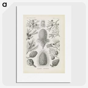 3-41_Ernst-Haeckel_picture