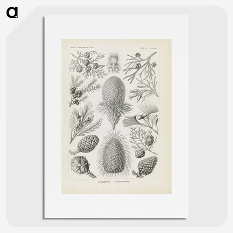 3-41_Ernst-Haeckel_picture
