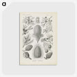 3-41_Ernst-Haeckel_postcard