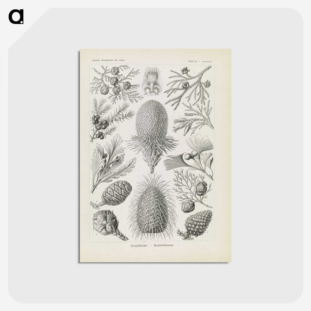 3-41_Ernst-Haeckel_postcard