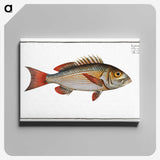 3-41_Ichtyologie-ou-Histoire-naturelle_canvas