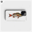 3-41_Ichtyologie-ou-Histoire-naturelle_phone