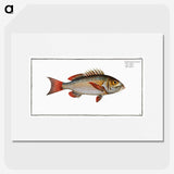 3-41_Ichtyologie-ou-Histoire-naturelle_picture