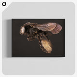 3-41_Insects-Unlocked-Project_blk-crop