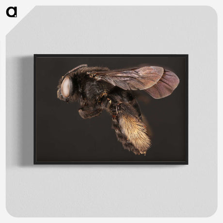 3-41_Insects-Unlocked-Project_blk-crop