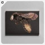 3-41_Insects-Unlocked-Project_canvas