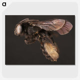 3-41_Insects-Unlocked-Project_picture-crop