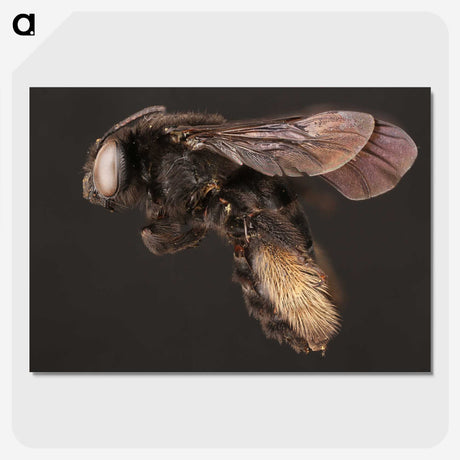 3-41_Insects-Unlocked-Project_picture-crop