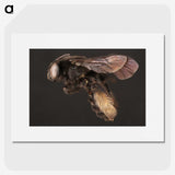 3-41_Insects-Unlocked-Project_picture