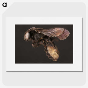 3-41_Insects-Unlocked-Project_picture