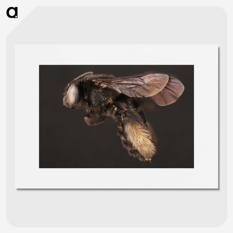 3-41_Insects-Unlocked-Project_picture