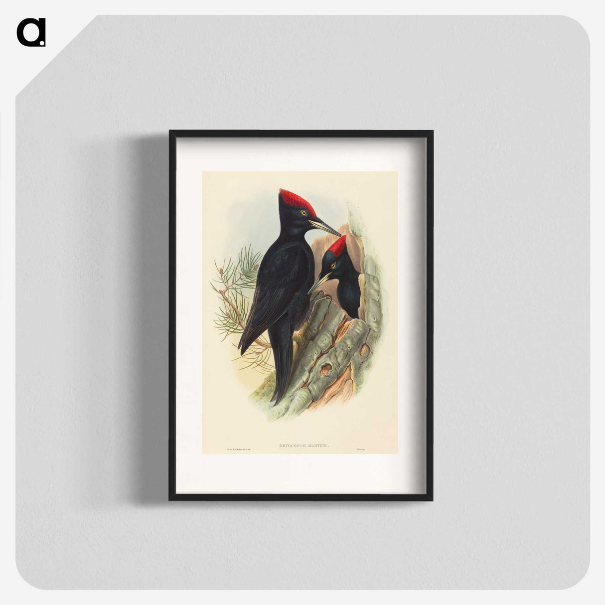 3-41_John-Gould_blk