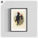 3-41_John-Gould_blk