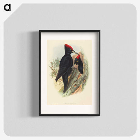 3-41_John-Gould_blk